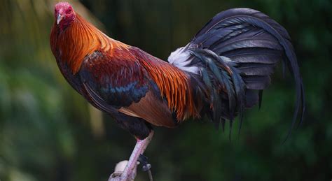 gamefowl services
